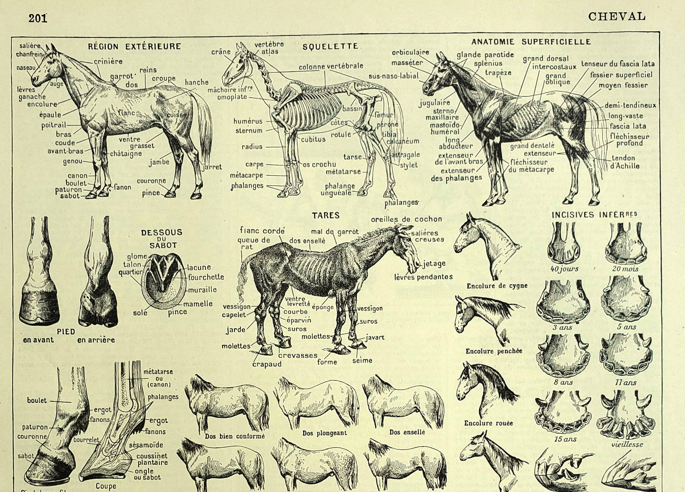 Old engraving 1928 - Horse by A. Millot - vintage equestrian print