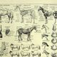 Old engraving 1928 - Horse by A. Millot - vintage equestrian print