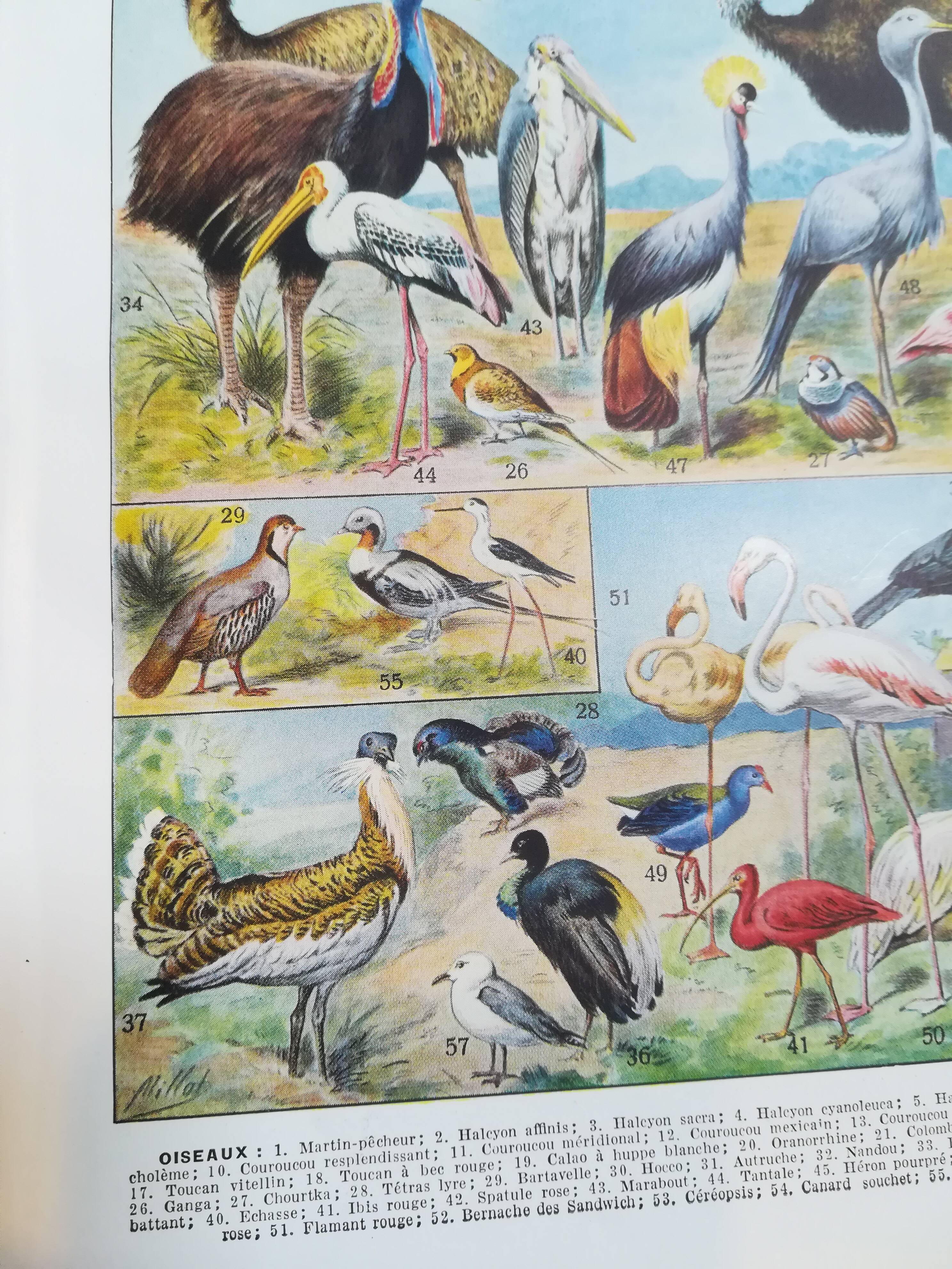 Lithograph on birds of 1928 "ostrich"