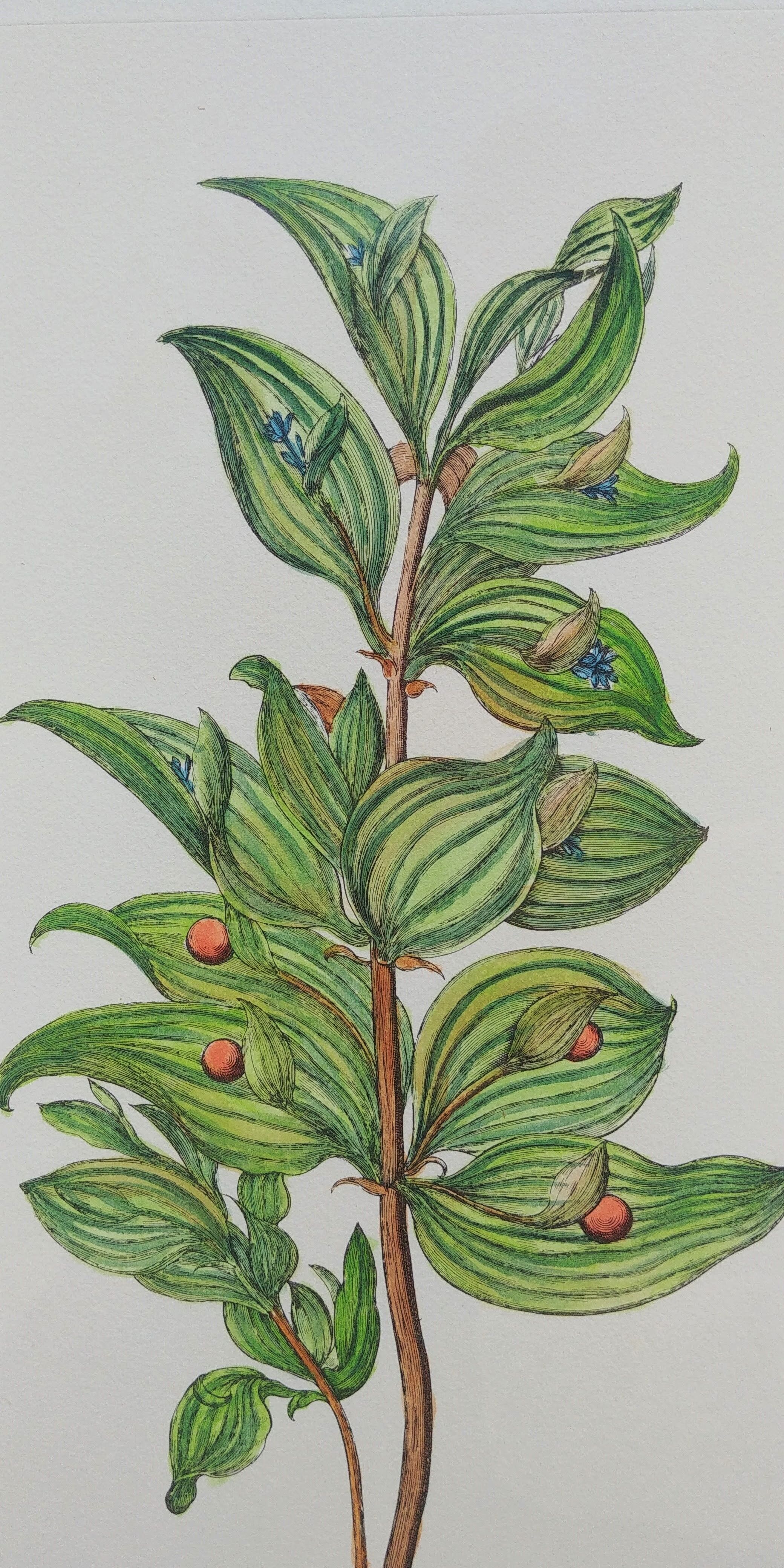 Botanical board