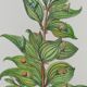 Botanical board