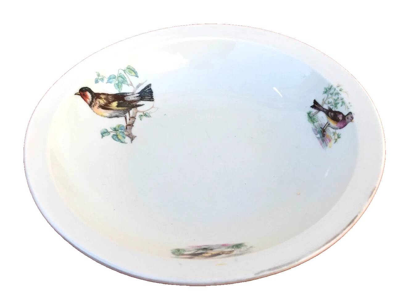 Old dish Decor Beaks and Feathers Pillivuyt France Deposited