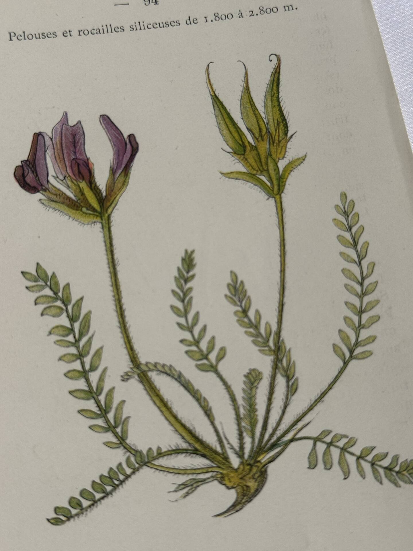 Gravure Botanique Ancienne XIXe – Lithographies Naturalistes  Fleurs &