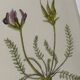 Gravure Botanique Ancienne XIXe – Lithographies Naturalistes  Fleurs &