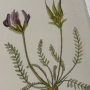 Gravure Botanique Ancienne XIXe – Lithographies Naturalistes  Fleurs &