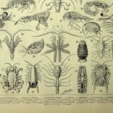 Gravure ancienne 1907 - Crustacés 2, crabe, faune marine