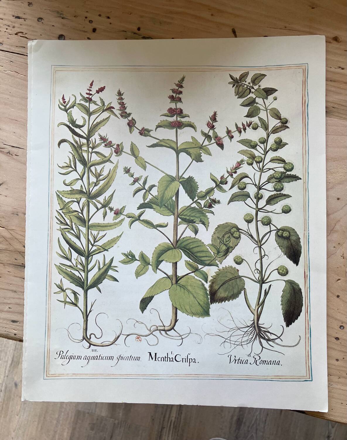 Old herbarium botanical plates