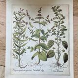 Old herbarium botanical plates