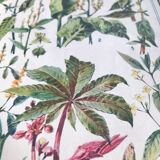 Botanical plate XIII