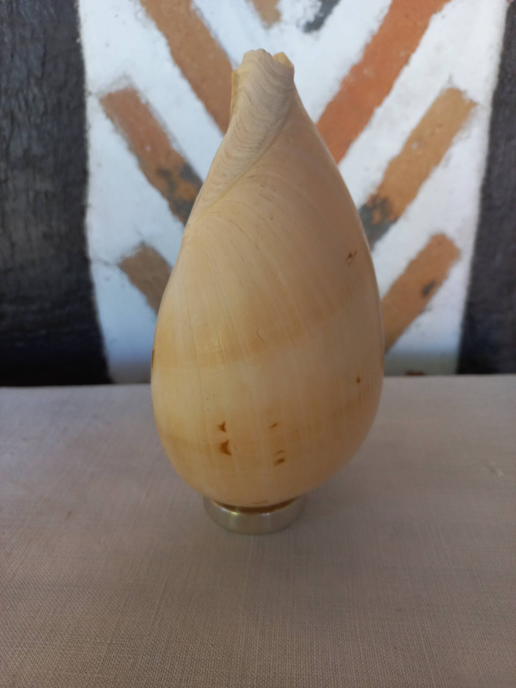 Melo Diadema shell mounted on base