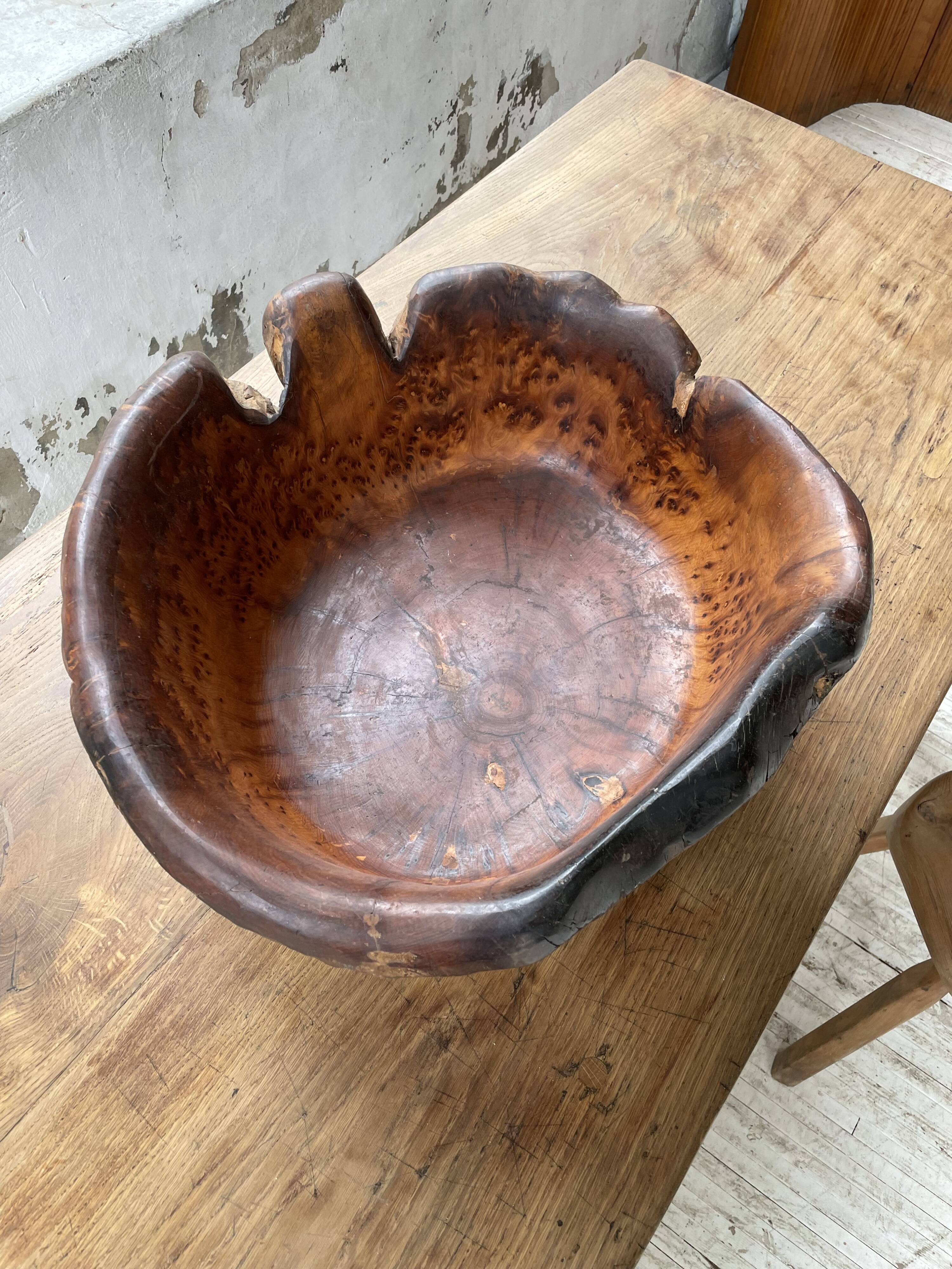 XL thuja root wooden dish