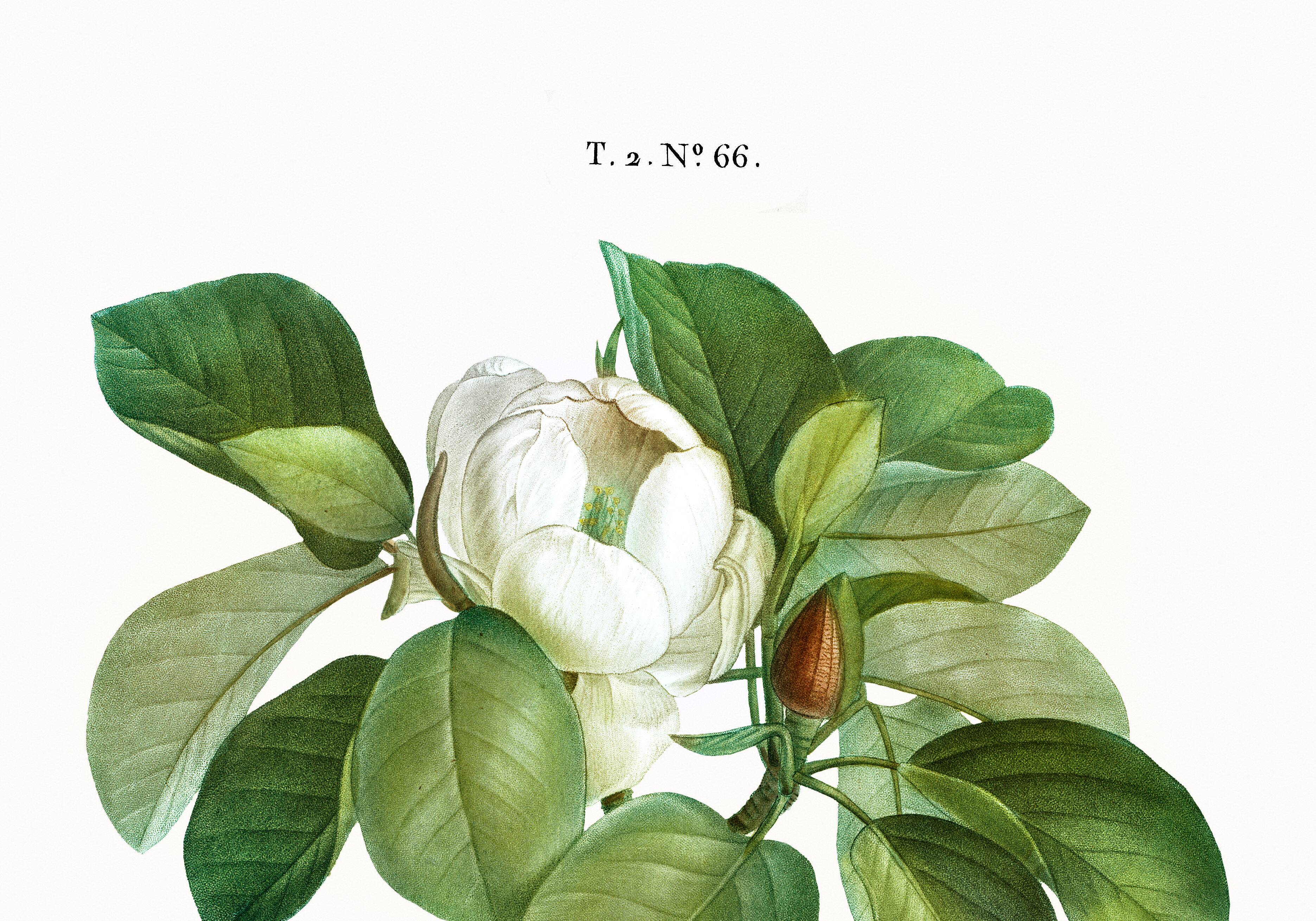 Botanical poster on the Magnolia, after an old engraving from 1802