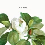 Botanical poster on the Magnolia, after an old engraving from 1802