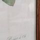 Botanical Rose Lithograph
