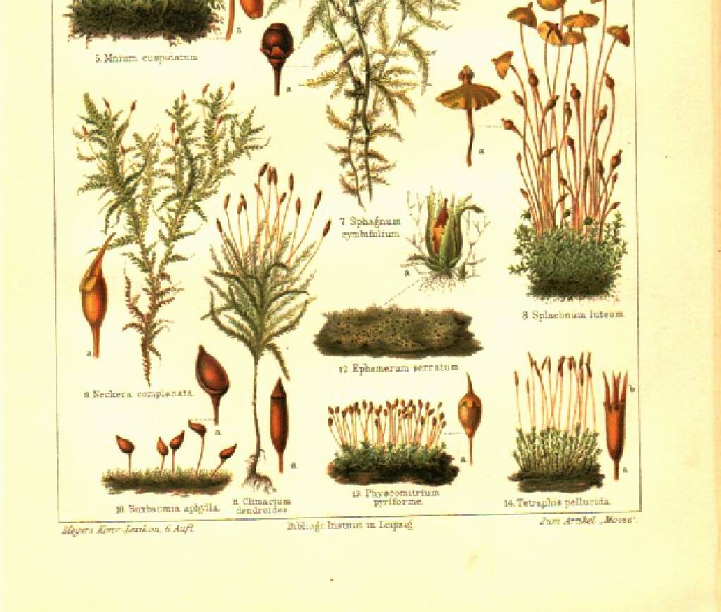 Botanical engraving from 1904 - Mosses - old plant plate