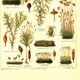 Botanical engraving from 1904 - Mosses - old plant plate