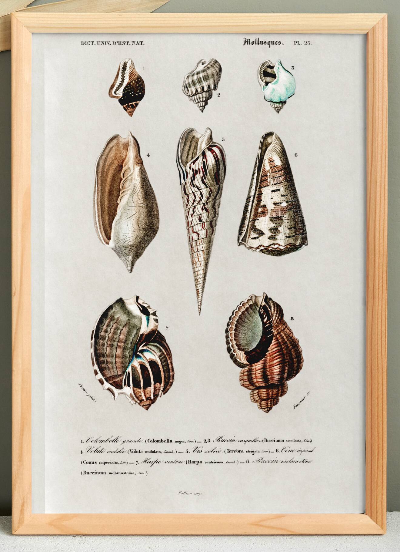 Poster about seashells, based on an old engraving from 1849.