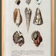 Poster about seashells, based on an old engraving from 1849.