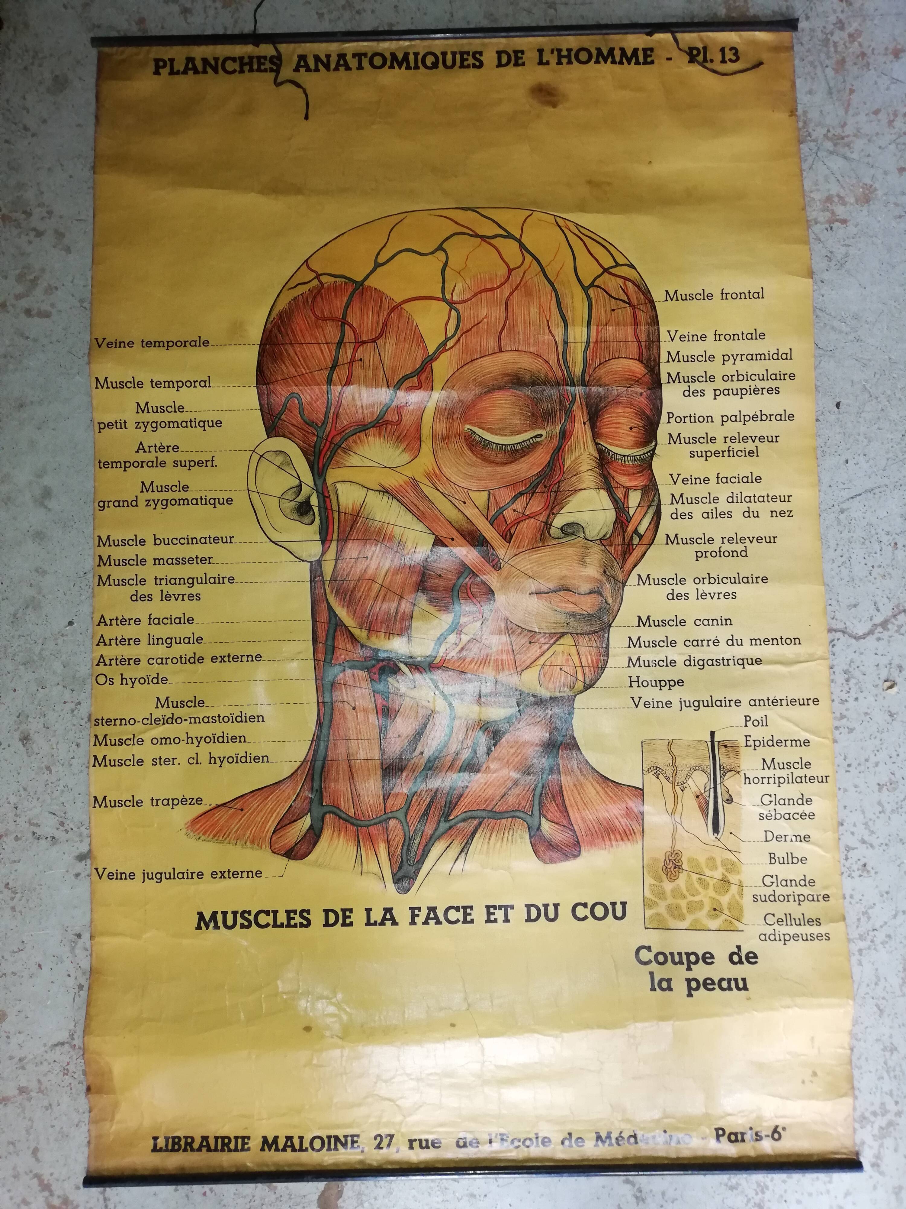 Affiche ancienne "planche anatomique"