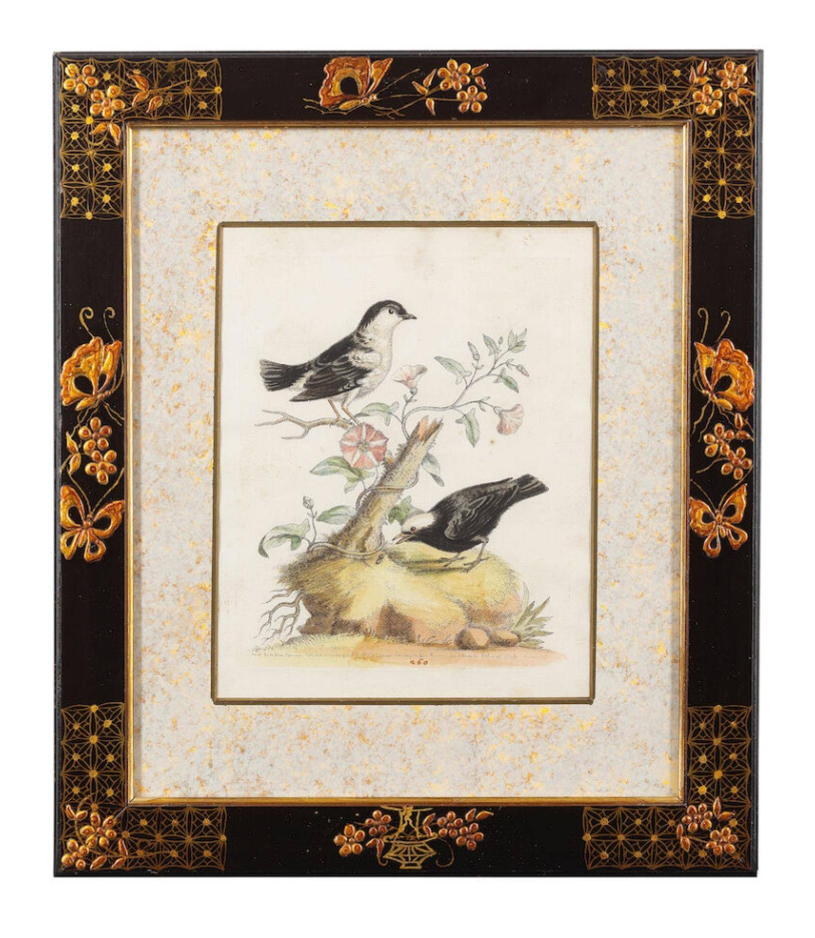 12 hand-coloured ornithological engravings from 1740 by George Edwards.