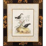 12 hand-coloured ornithological engravings from 1740 by George Edwards.