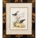 12 hand-coloured ornithological engravings from 1740 by George Edwards.