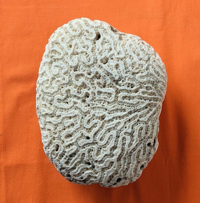 Coral seashell brain