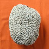 Coral seashell brain