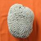 Coral seashell brain
