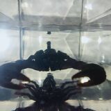 Authentic Scorpion in resin inclusion