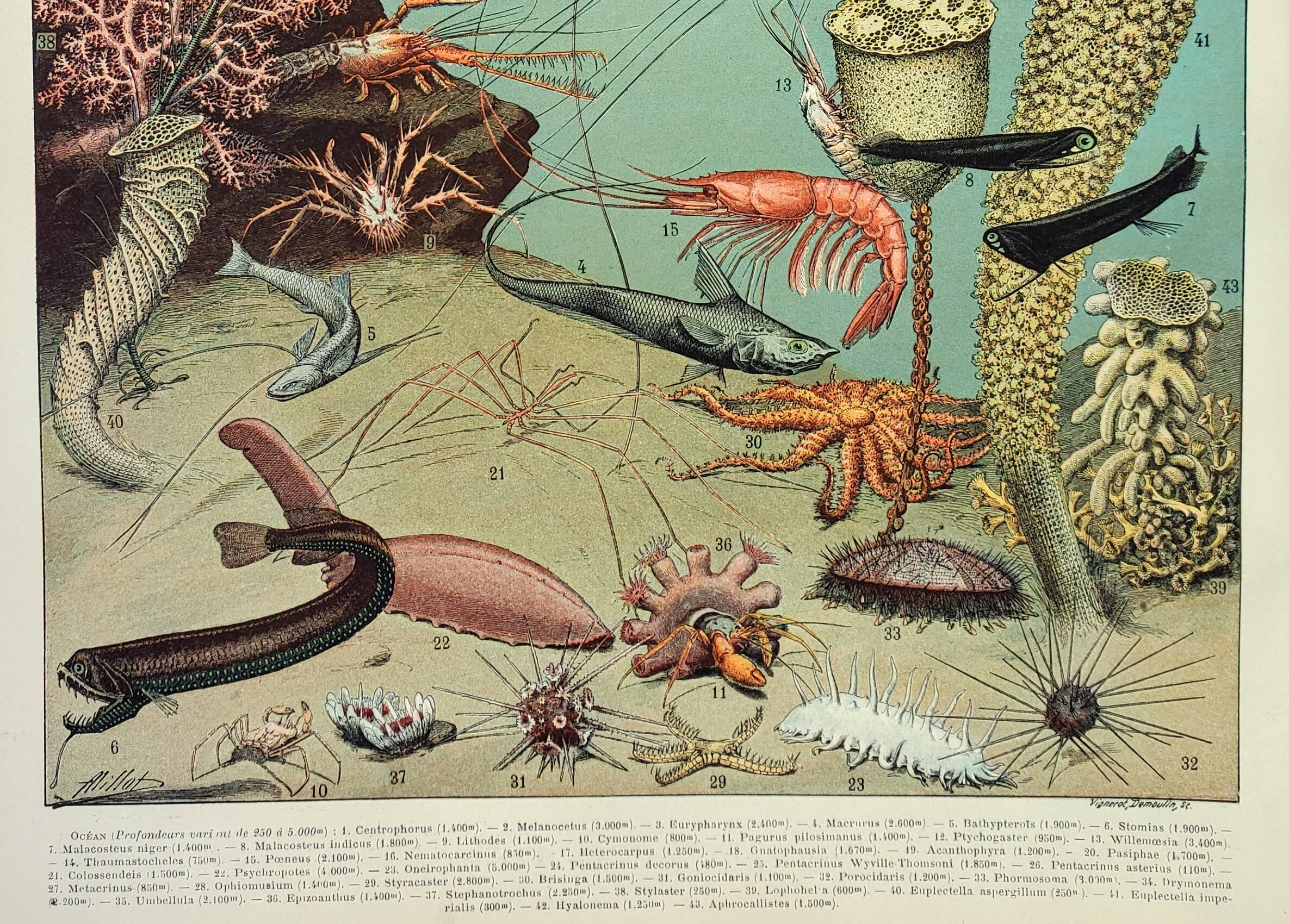 Old engraving 1898, Ocean (deep and abyss), fauna • Lithograph, Original plate