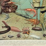 Old engraving 1898, Ocean (deep and abyss), fauna • Lithograph, Original plate
