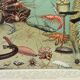 Old engraving 1898, Ocean (deep and abyss), fauna • Lithograph, Original plate