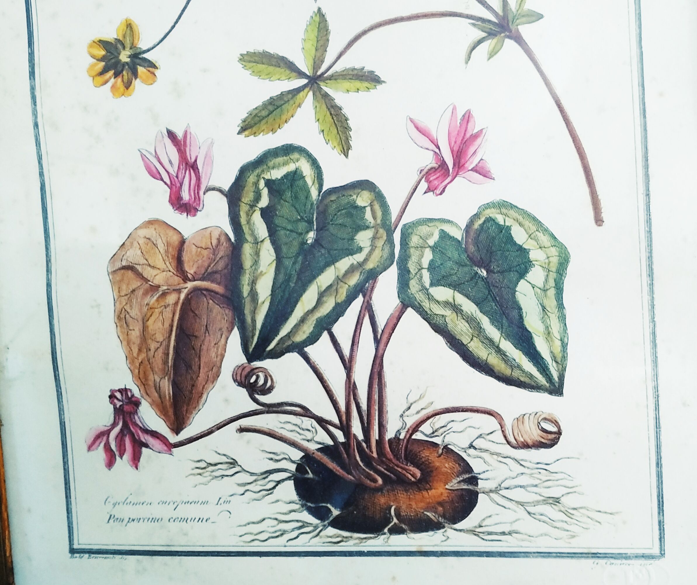 Lithographic botanical board frame