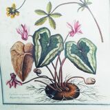 Lithographic botanical board frame