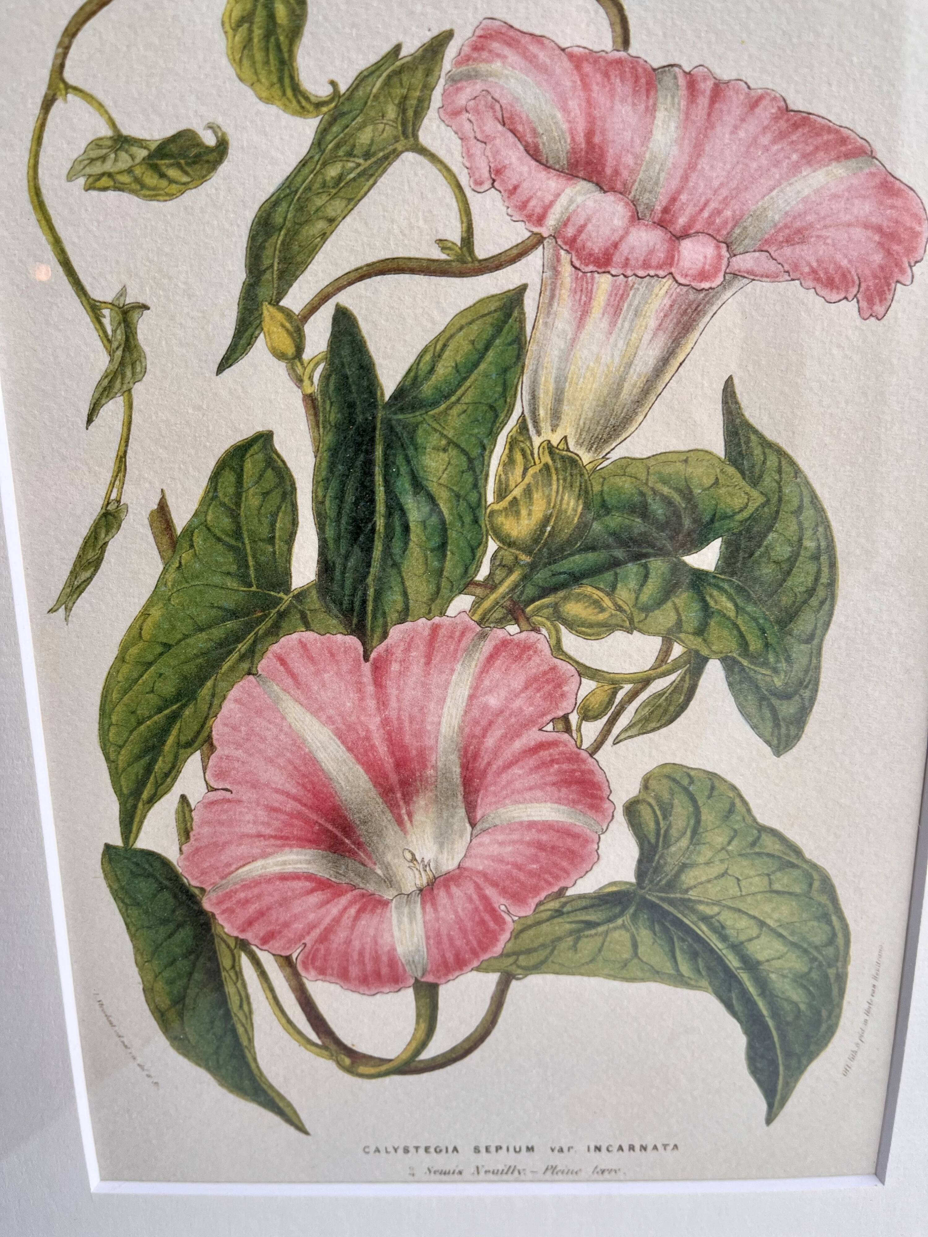 Lithographie botanique du 19ème siècle de la liseron rose, vers 1853