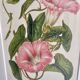 Lithographie botanique du 19ème siècle de la liseron rose, vers 1853