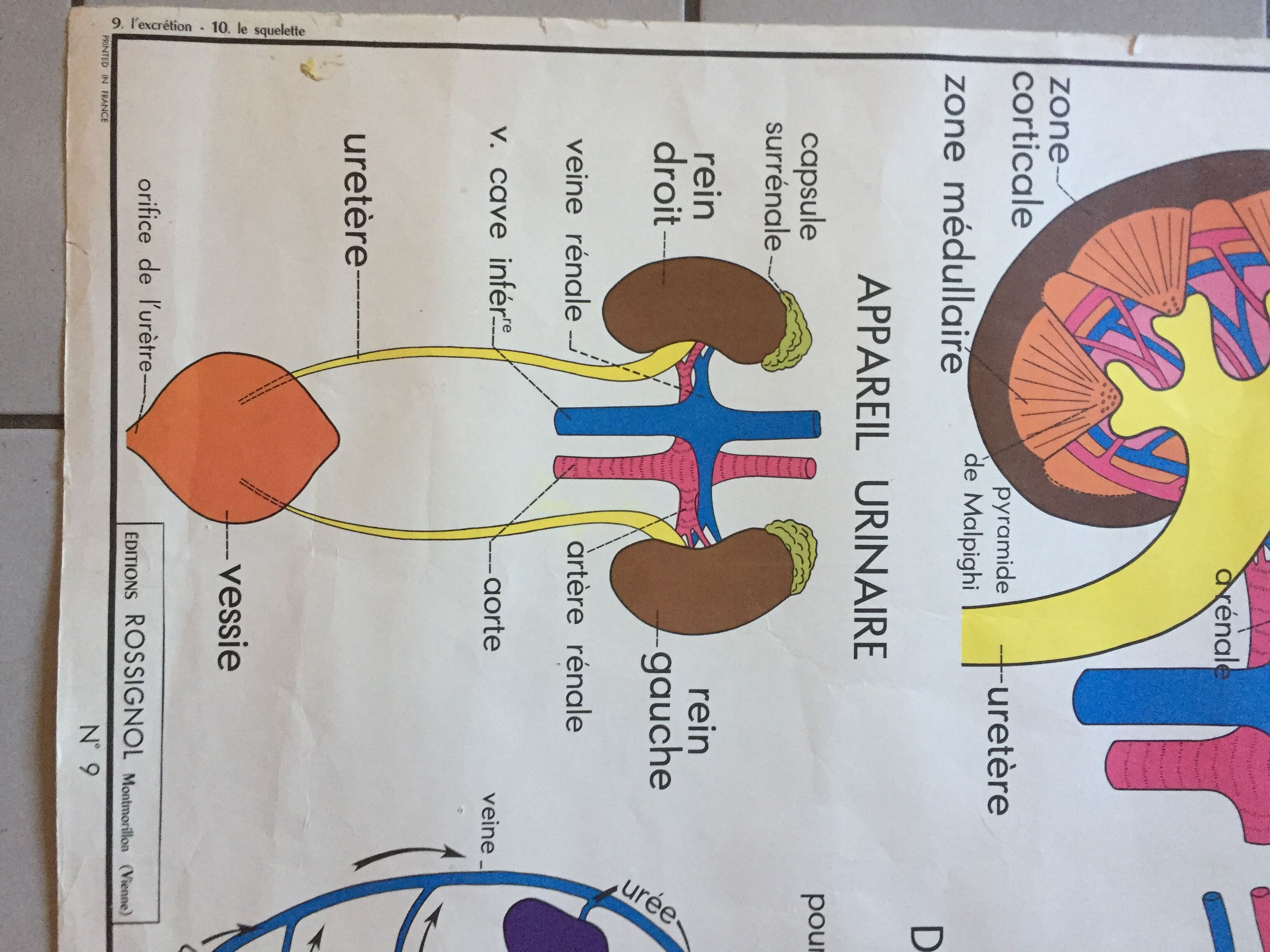 Carte d’école rossignol, le squelette et l’excrétion