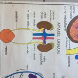 Map of school Rossignol, the skeleton and excretion