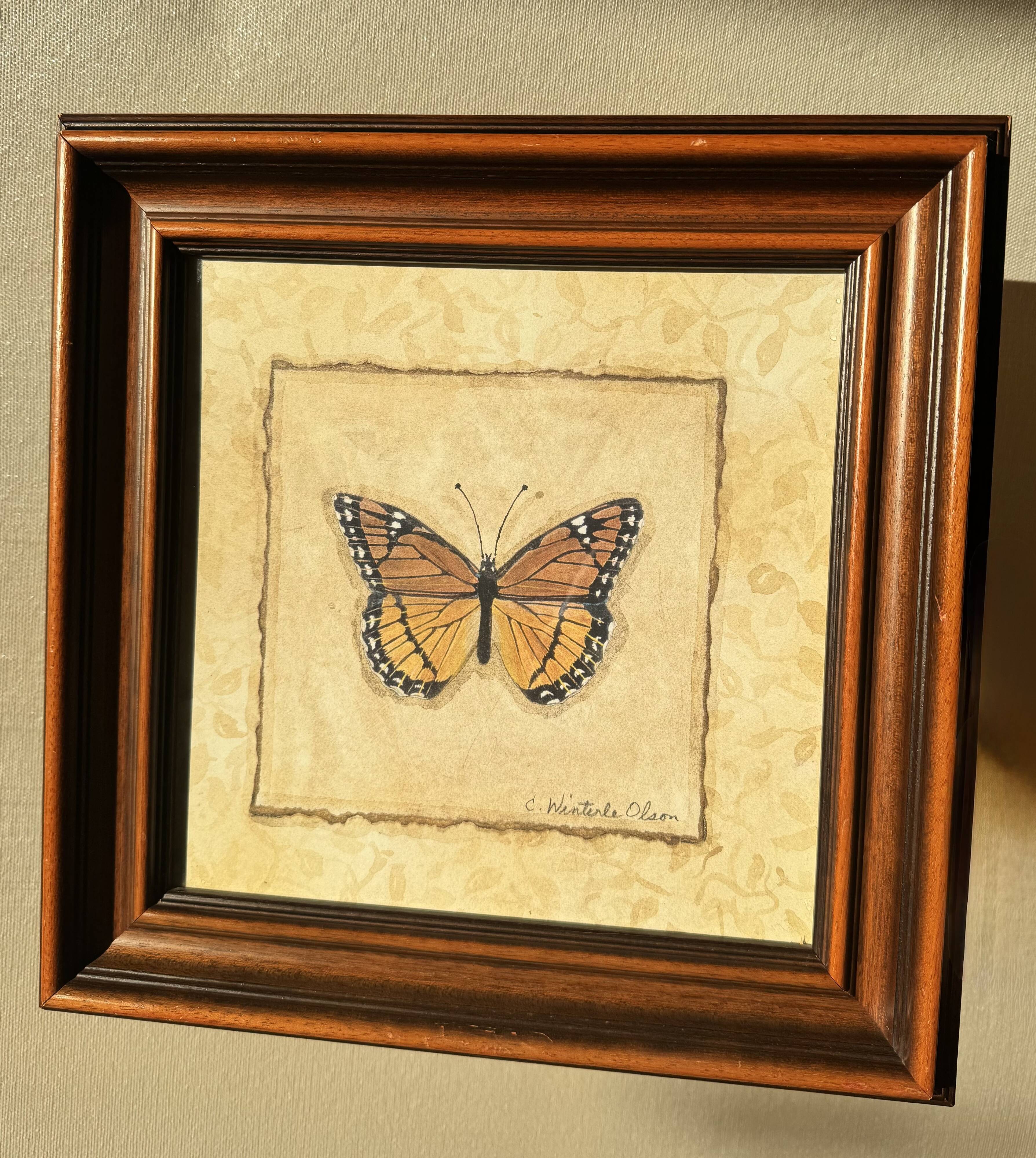 Framed naturalistic illustration of a butterfly, 36 x 36 cm.