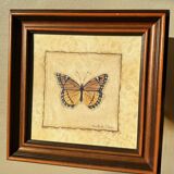 Framed naturalistic illustration of a butterfly, 36 x 36 cm.