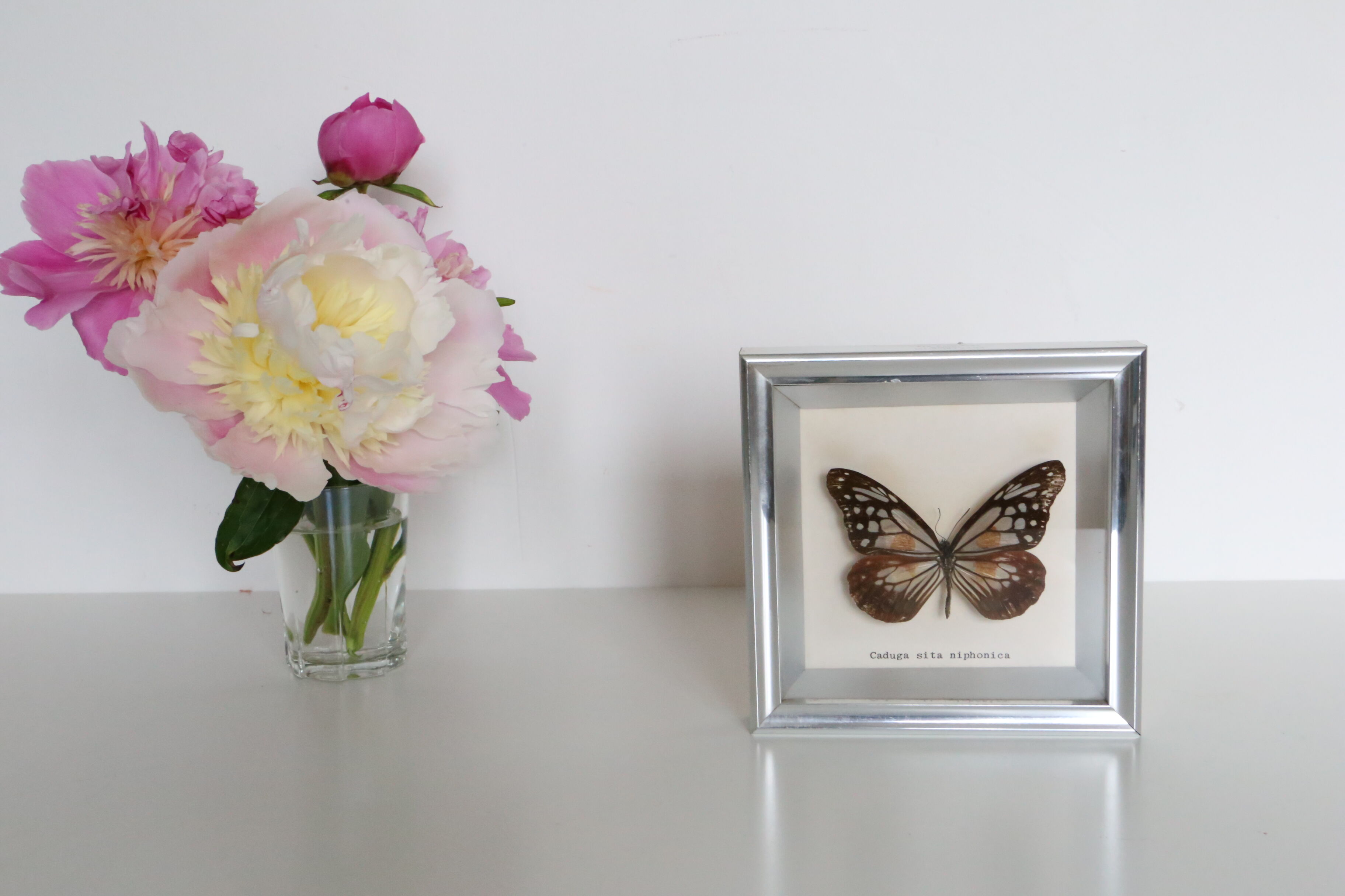 Naturalized Butterfly frame, Caduga SITA Niphonica