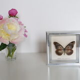 Naturalized Butterfly frame, Caduga SITA Niphonica