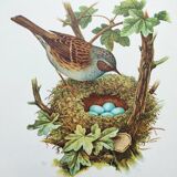 Old bird board 1960s - Mouchet accent - Zoological and ornithological illustration
