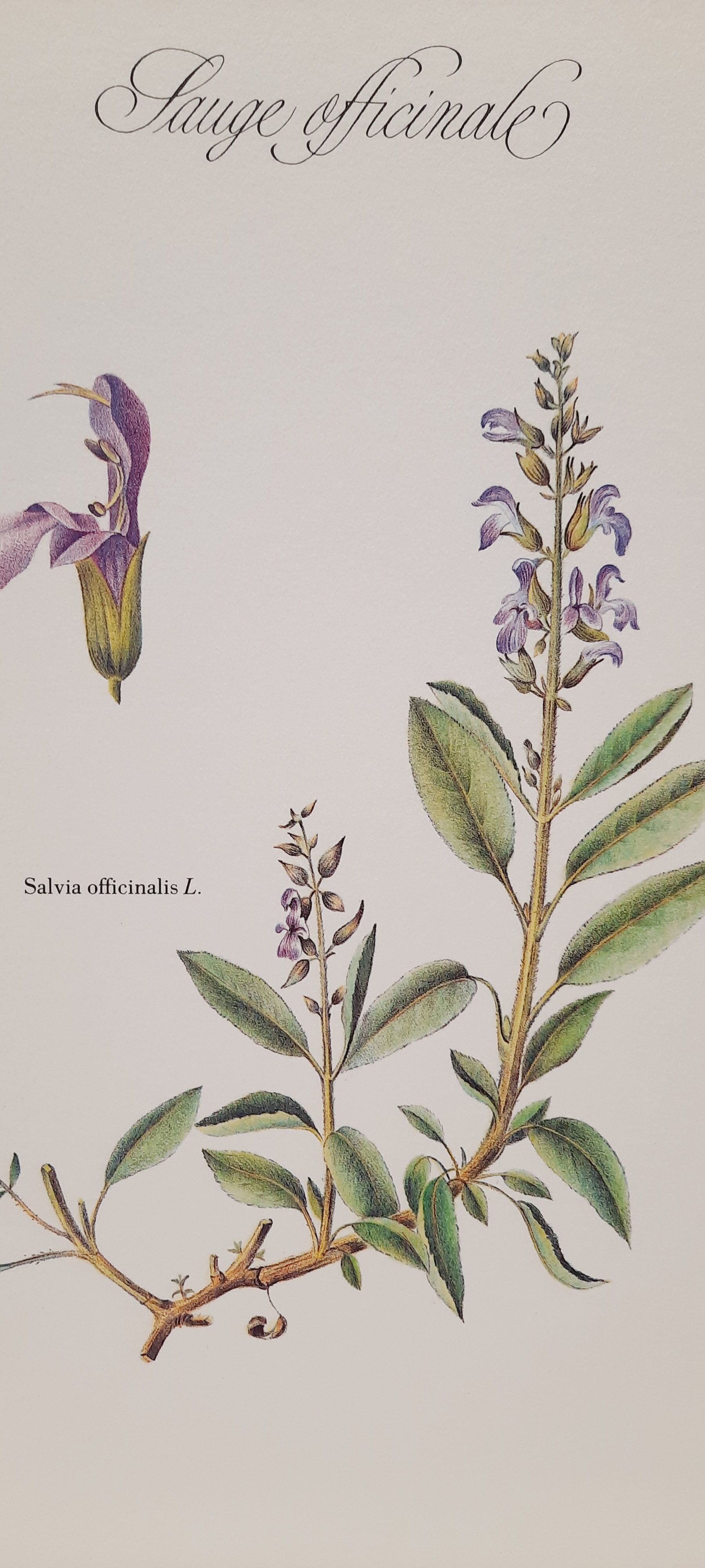Botanical board Sage Officinale
