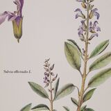 Botanical board Sage Officinale