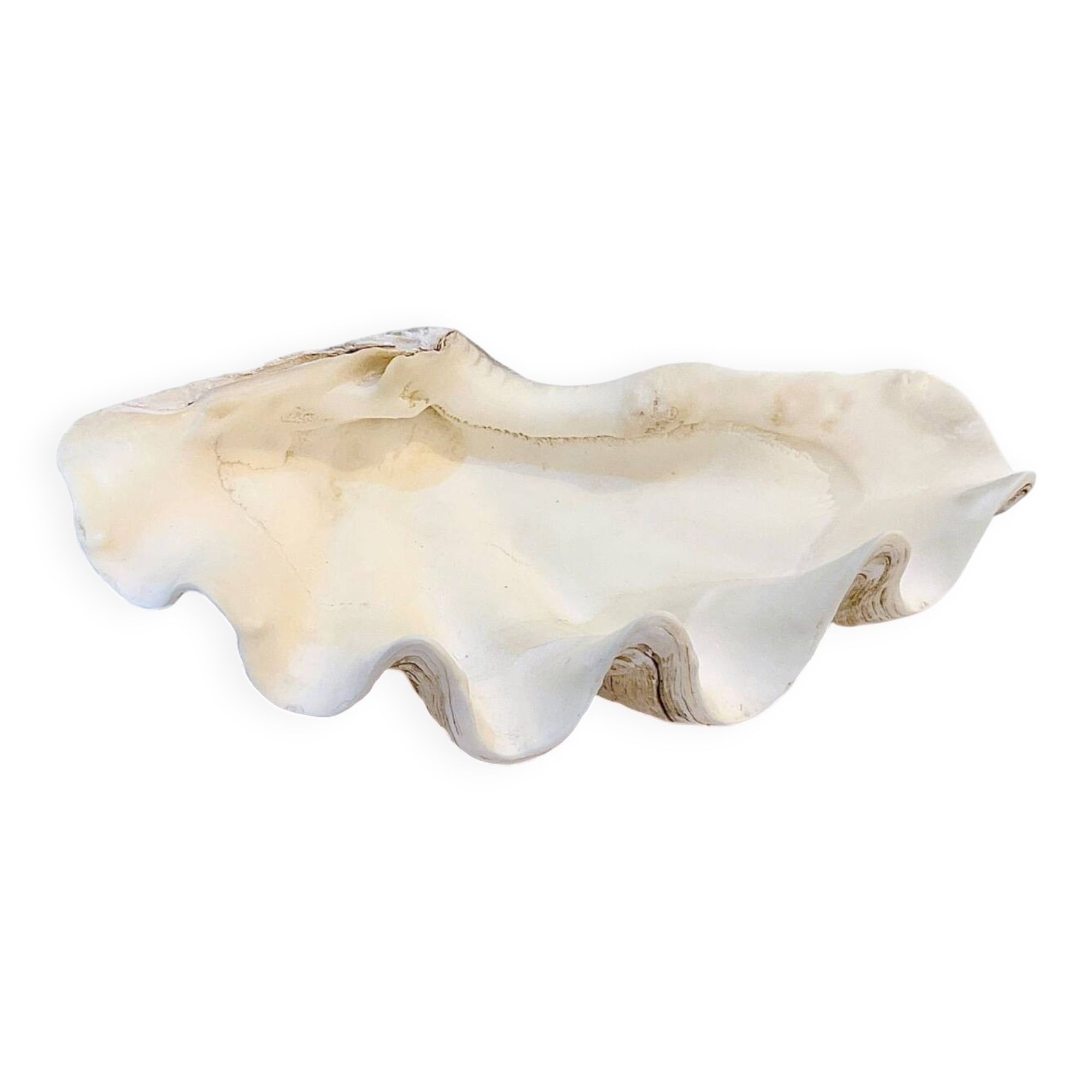 large natural Tridacna clam shell pocket emptier from the 70s