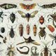 Old engraving 1898, Insects 2, entomology • Lithograph, Original plate