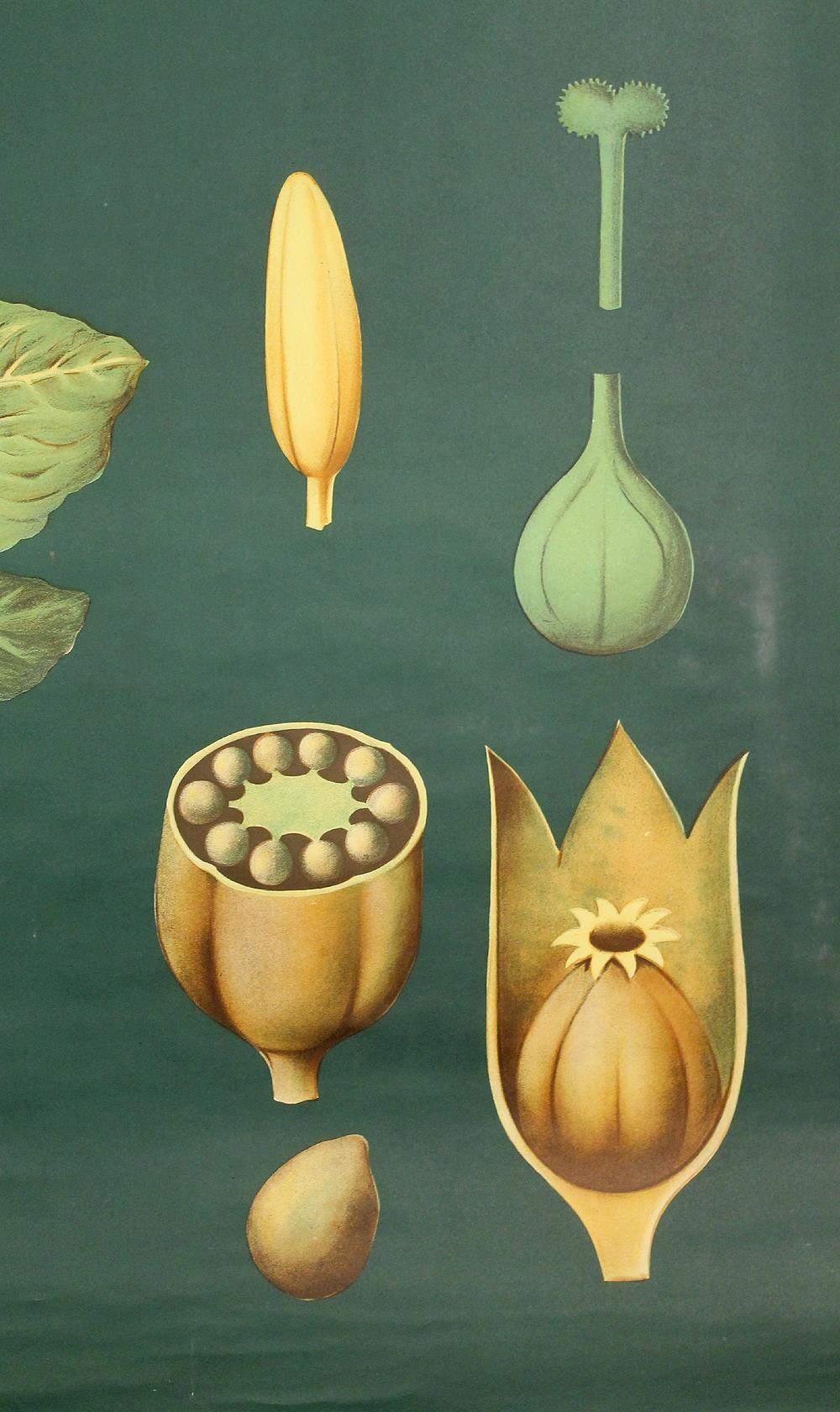 XXL vintage poster, primrose motif botanical flower, 60s