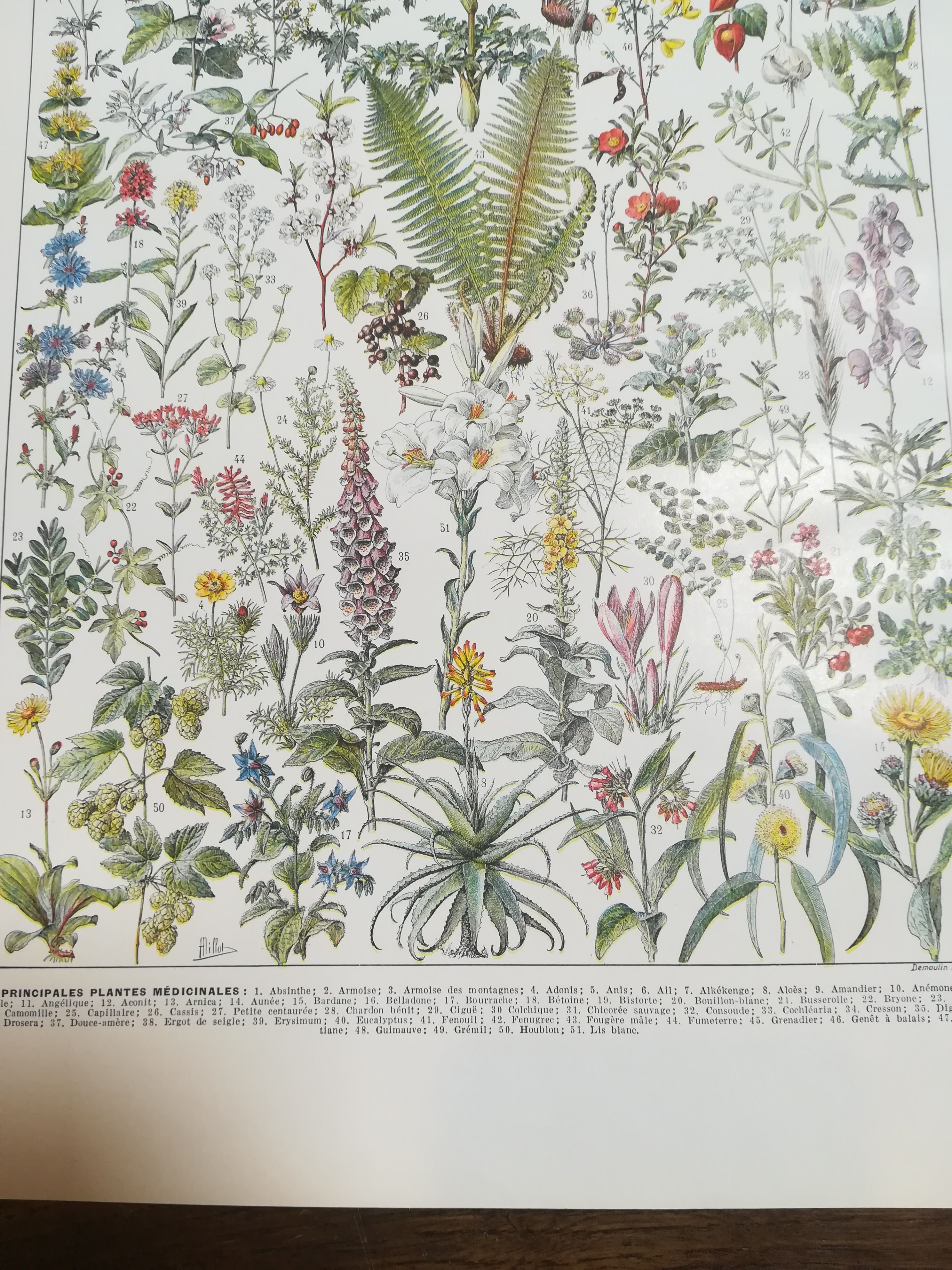 Lithograph on medicinal plants from 1928 (absinthe)